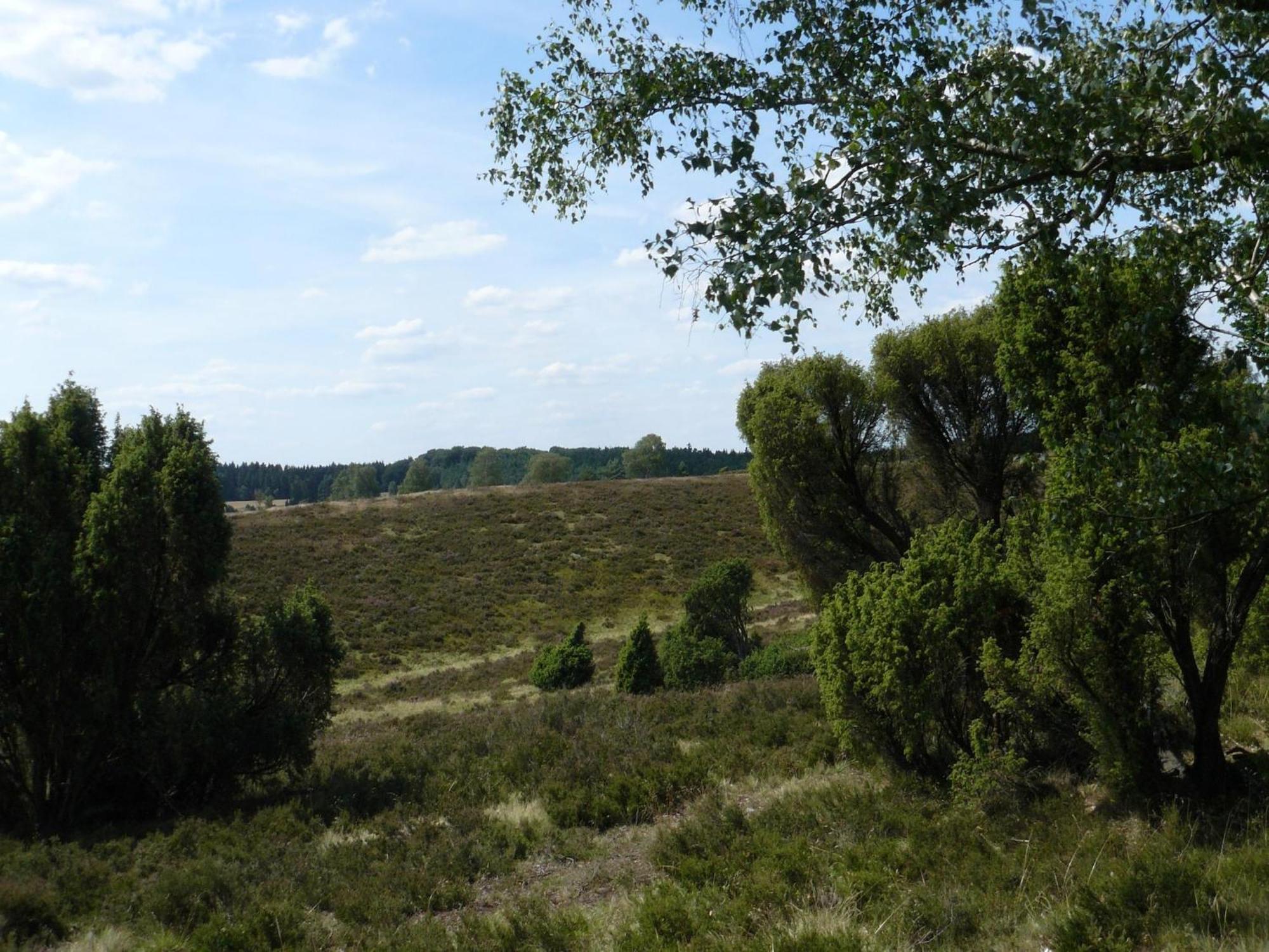 Holiday Home In Wietzendorf In The L Neburg Heath With A View Of The Countryside Kültér fotó