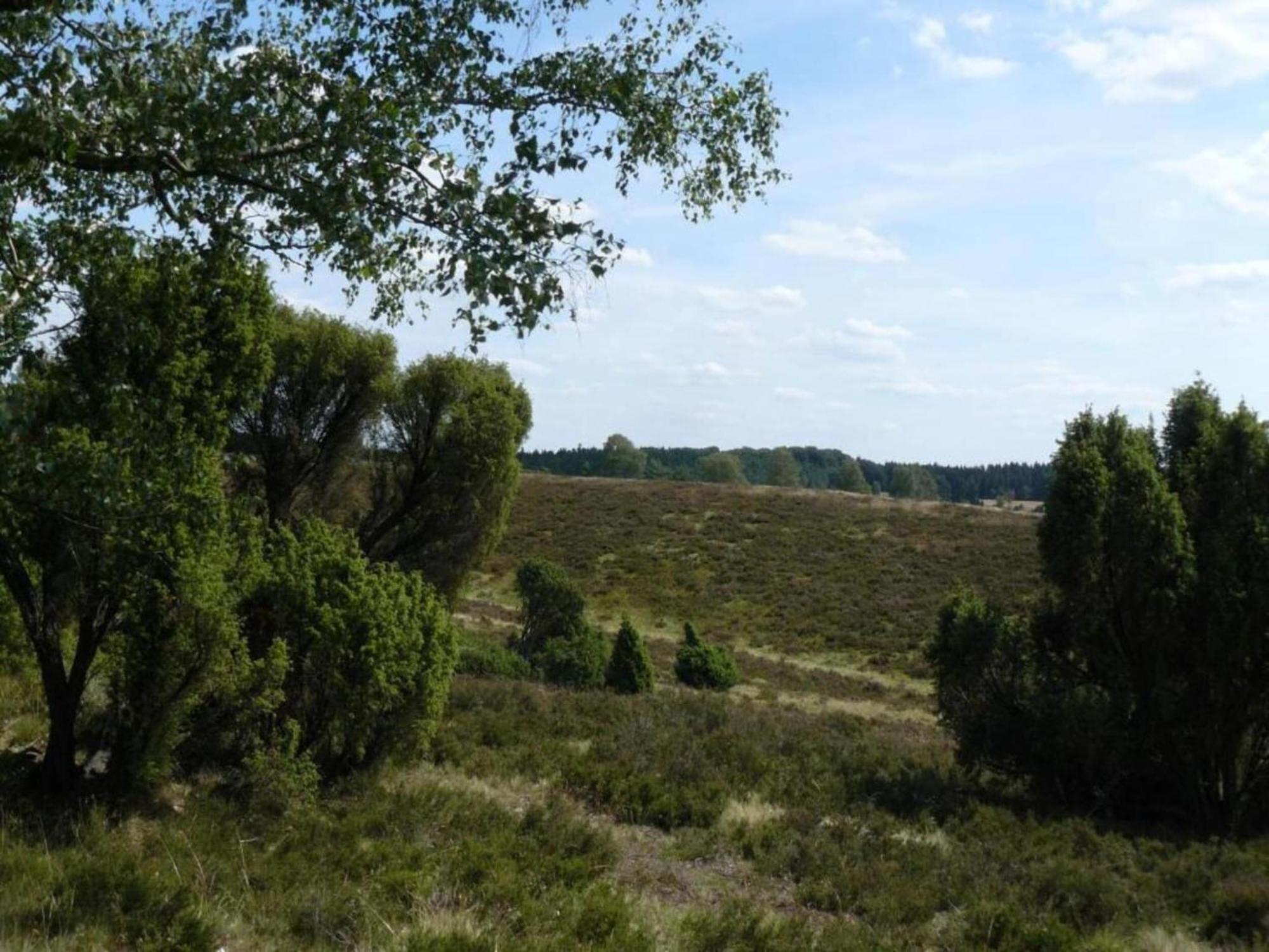 Holiday Home In Wietzendorf In The L Neburg Heath With A View Of The Countryside Kültér fotó